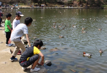 大きな池のカモたち