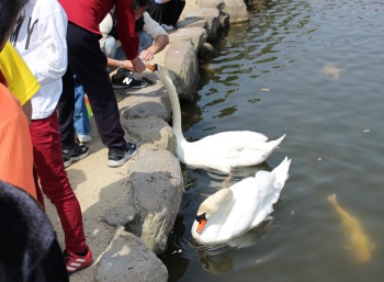 2羽の白鳥の画像